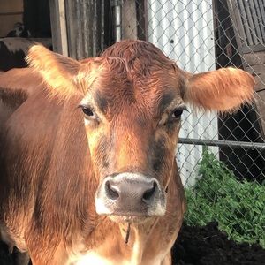 Meet your Posher, Megan